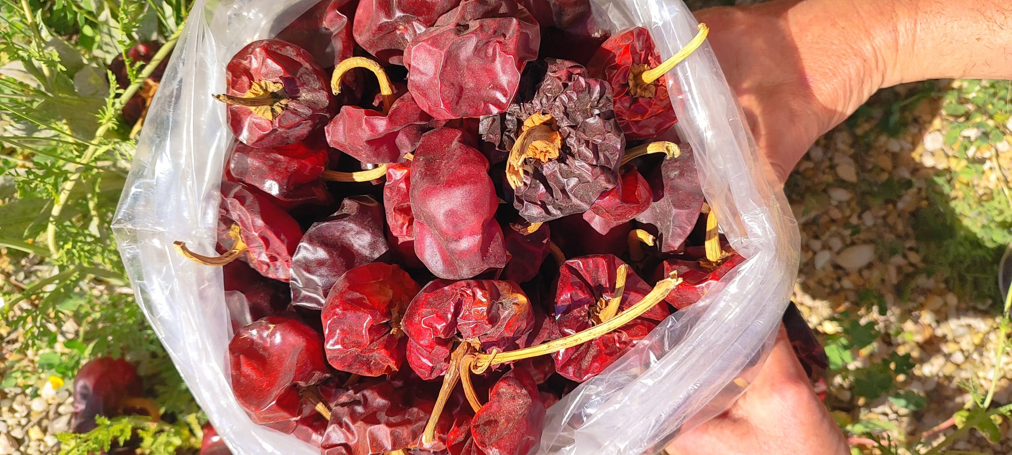 Ñoras Gourmet – Selección premium - Imagen 3